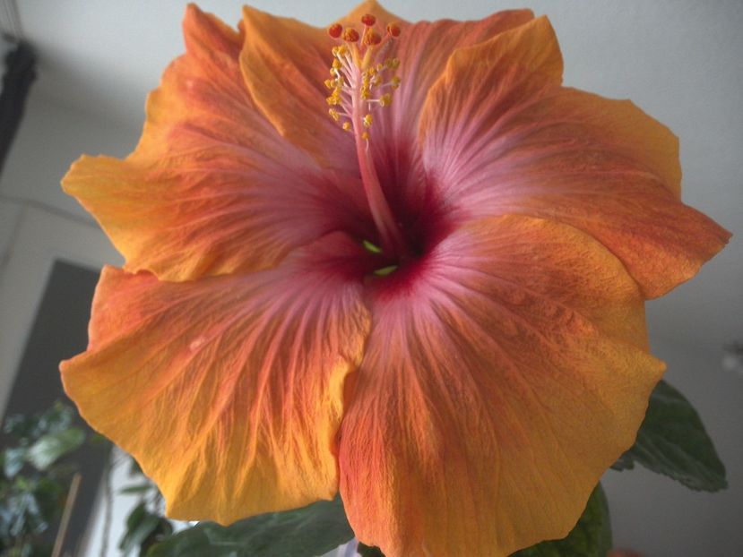 WIN_20180323_092011 - Taiwan Amanda