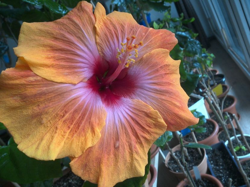 WIN_20180323_092153 - Taiwan Amanda