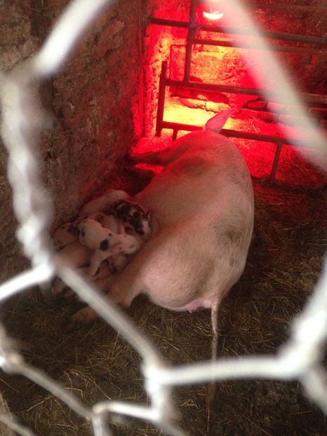  - Purcei 2017-2018-2019-2020