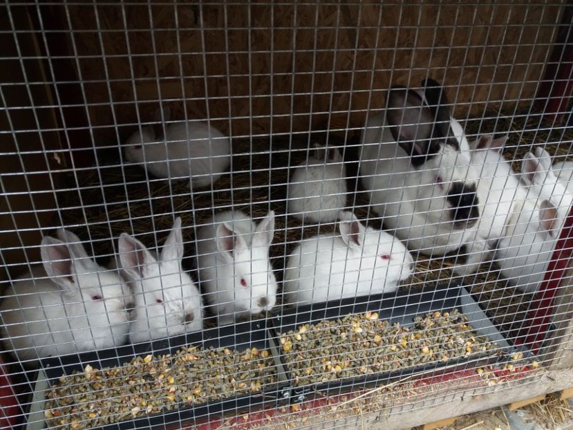  - Urias de Transilvanis