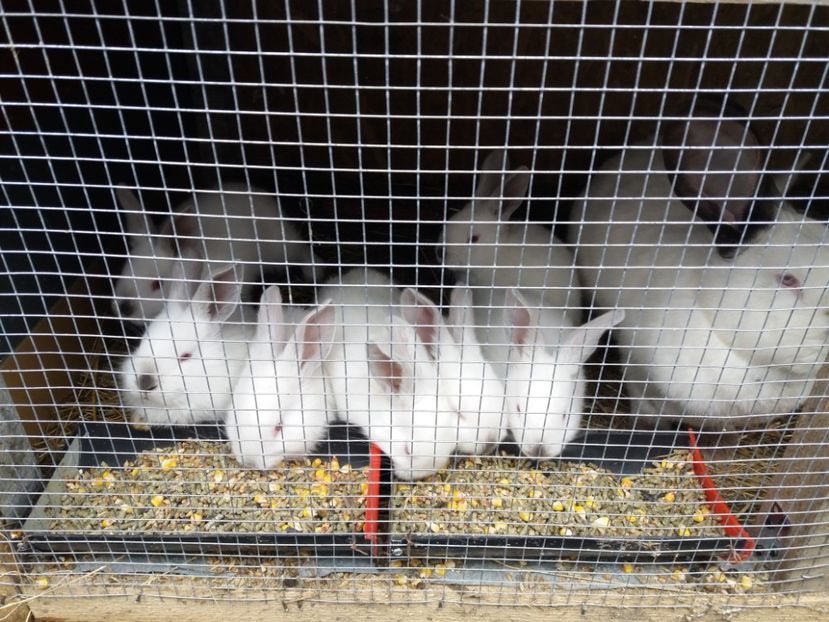  - Urias de Transilvanis