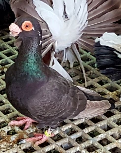  - CARUNCULATI Pentru 2020