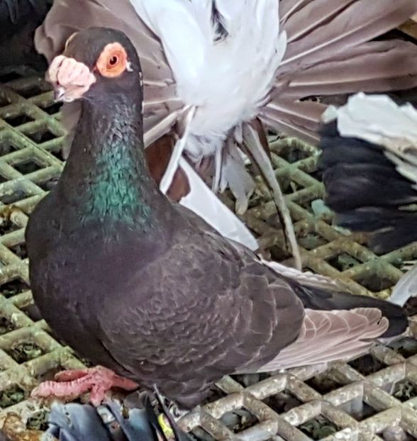  - CARUNCULATI Pentru 2020