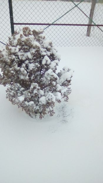 IMG-20180323-WA0091 - Capricioasa iarna