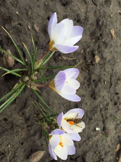 29404488_1656118077798790_1691341301_o - crocusi