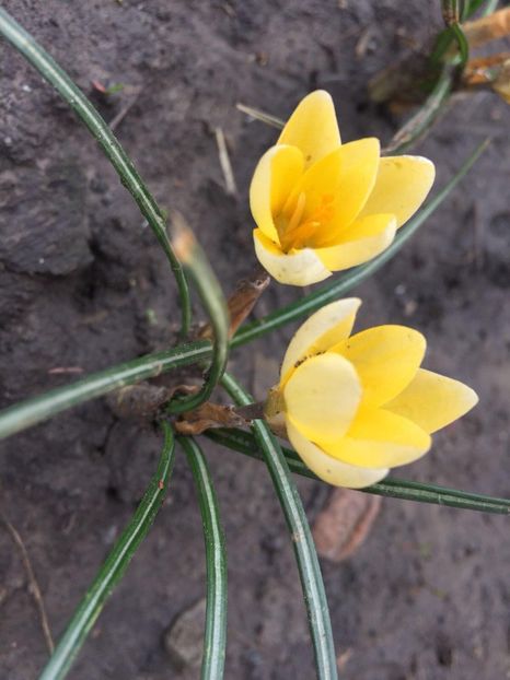 29251314_1656118204465444_542830793_o - crocusi