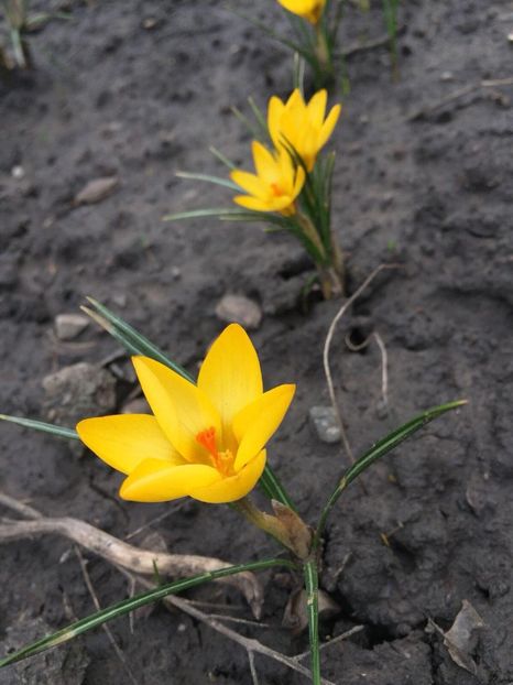 29250904_1656118221132109_385299369_o - crocusi