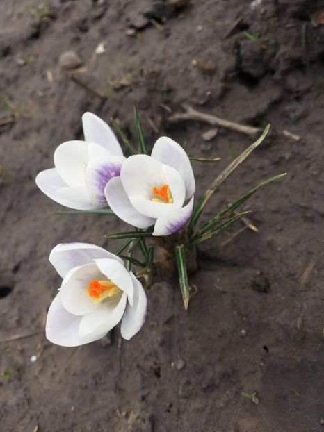 29513423_1656118241132107_1785038171_o - crocusi