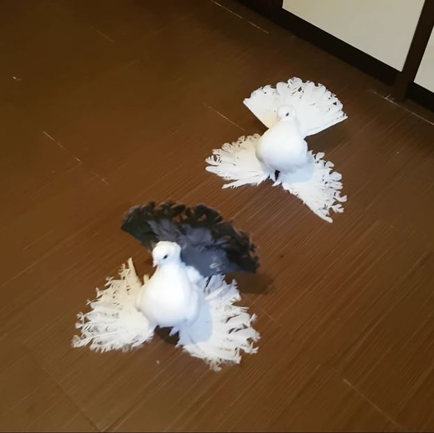  - Omski si Nordcaucazieni 2018