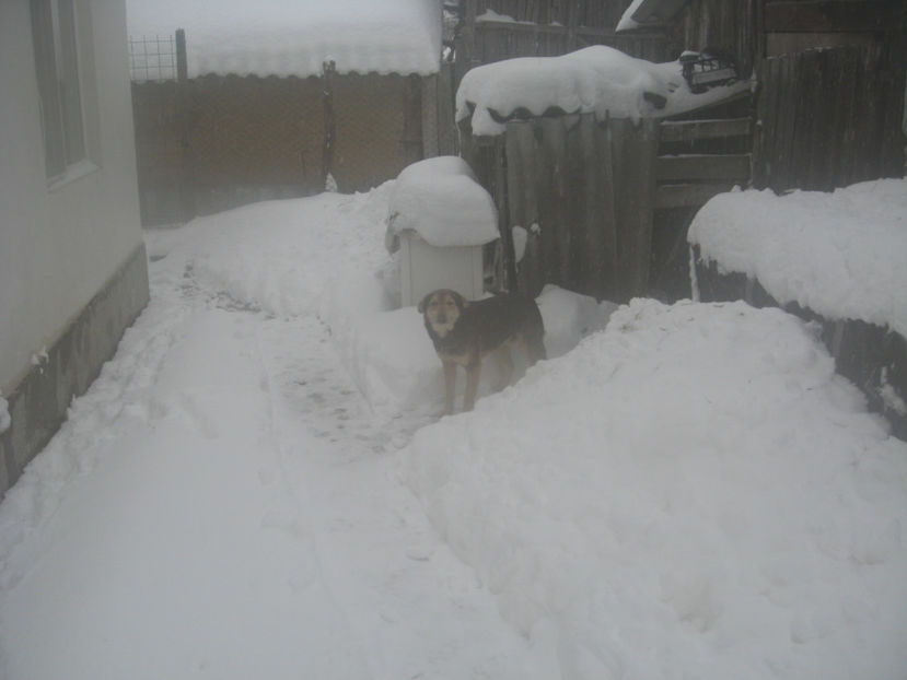  - IARNA 23 MARTIE 2018 PLOPU-AMARASTI