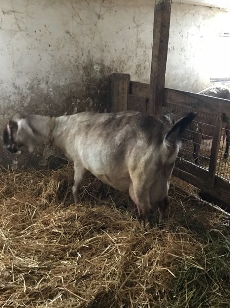 EB1FCE11-9850-400E-A4D7-B6FAD88E34E9 - Iezi anglo 2018