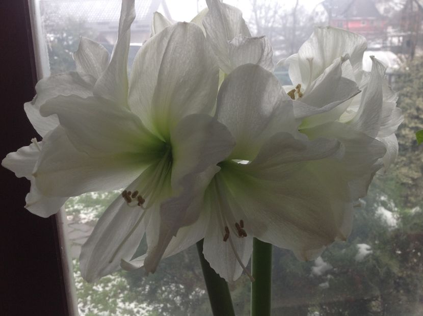 Antartica - Amaryllis 2018