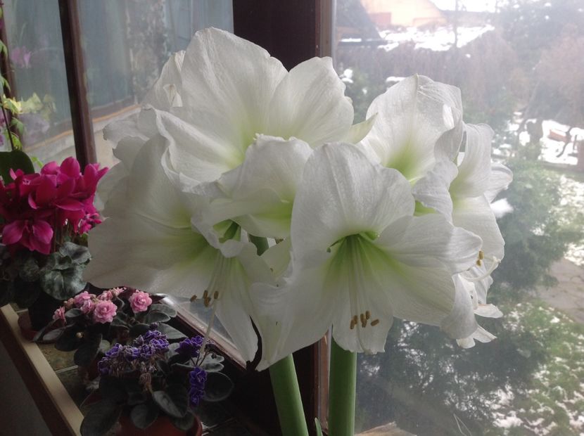 Antartica - Amaryllis 2018