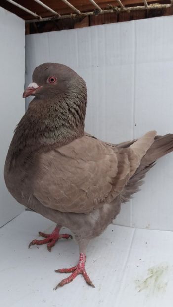 M 2017 vandut - De vanzare kingi