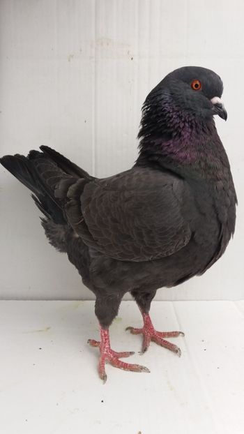 F 2017 vanduta - De vanzare kingi