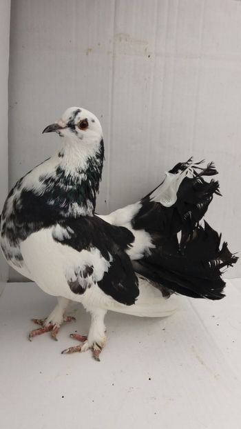 F 2017 vanduta - De vanzare voltati