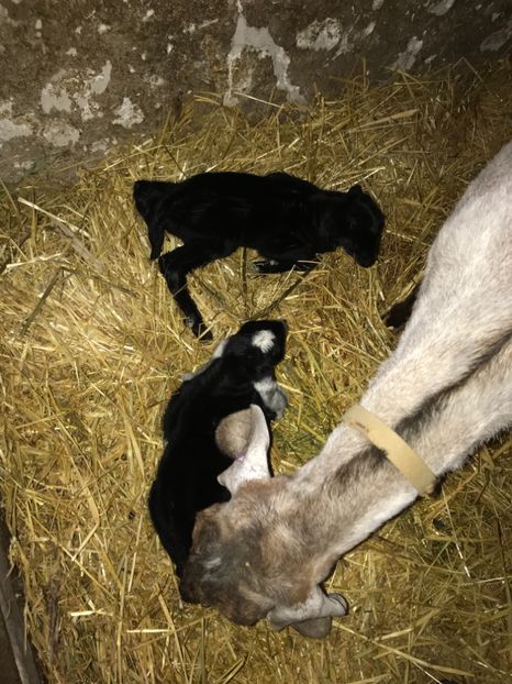 005603E3-92FD-44D7-85E1-2C442026124B - Iezi anglo 2018