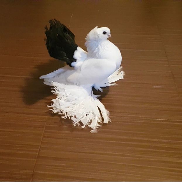 Campion National 2017 - Campion National 2017