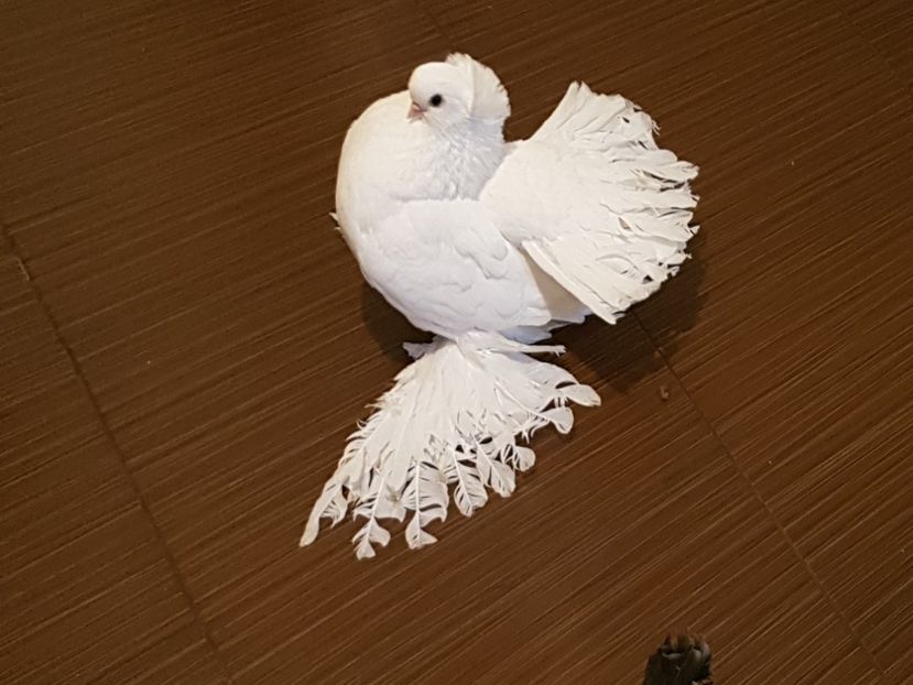 Campion National 2017 - Campion National 2017