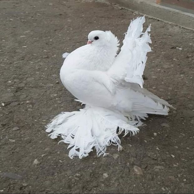  - Omski si Nordcaucazieni 2018