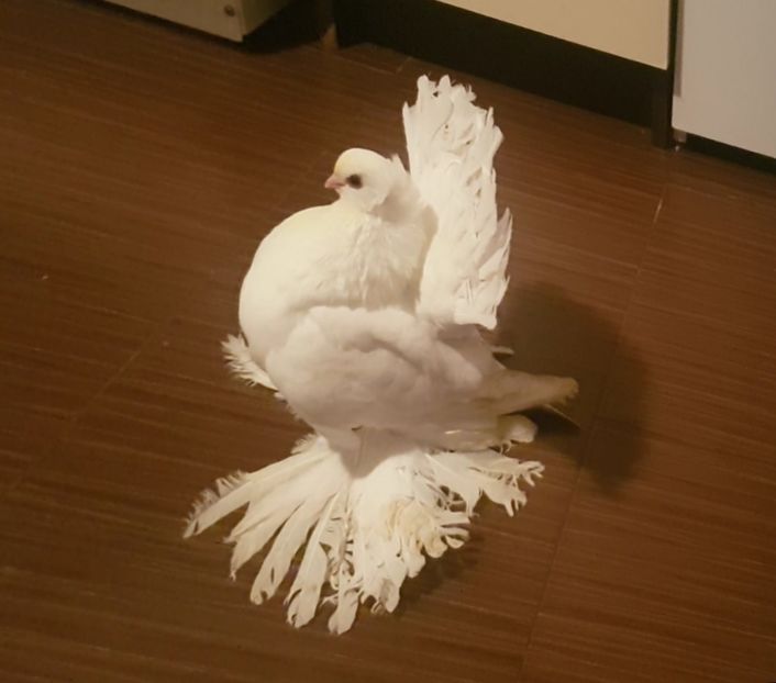  - Omski si Nordcaucazieni 2018