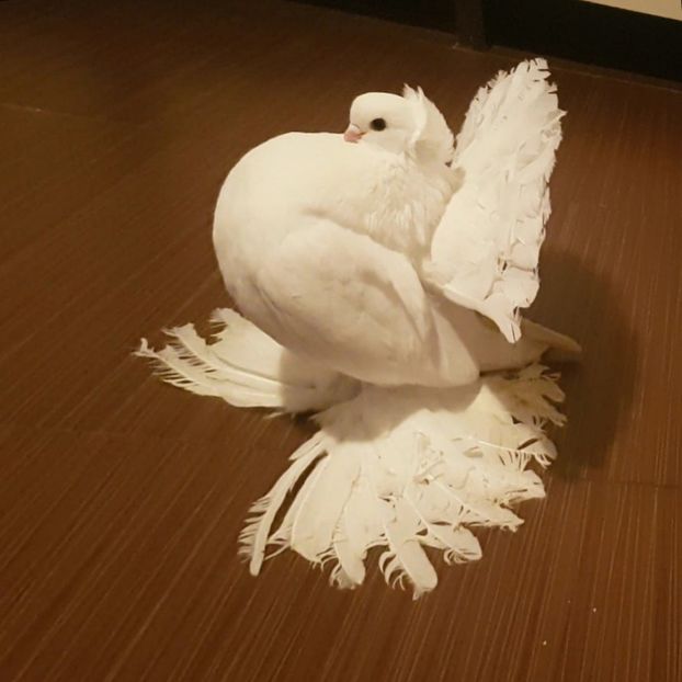  - Omski si Nordcaucazieni 2018