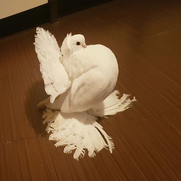  - Omski si Nordcaucazieni 2018