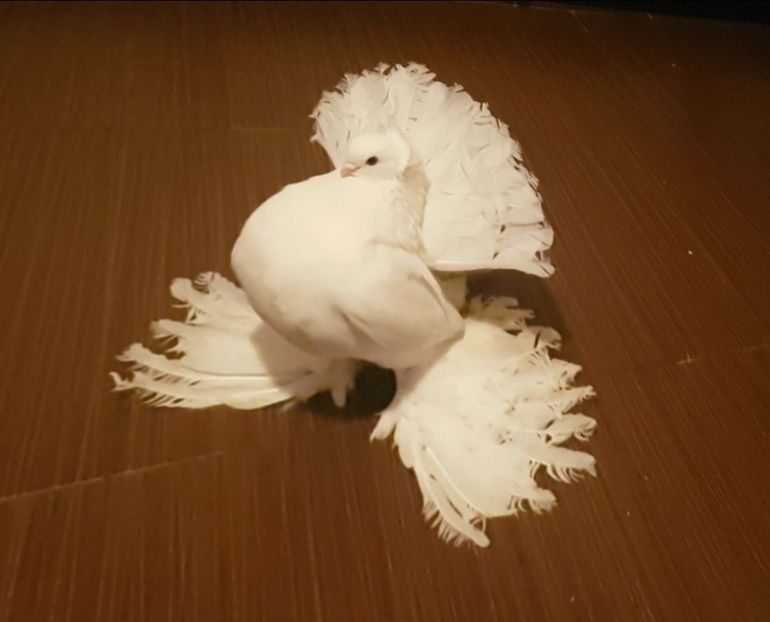  - Omski si Nordcaucazieni 2018