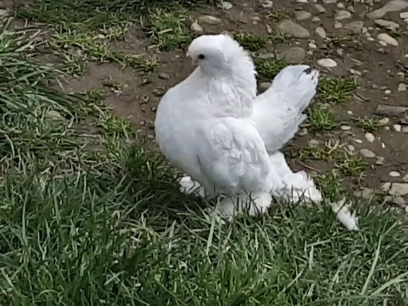  - Omski si Nordcaucazieni 2018