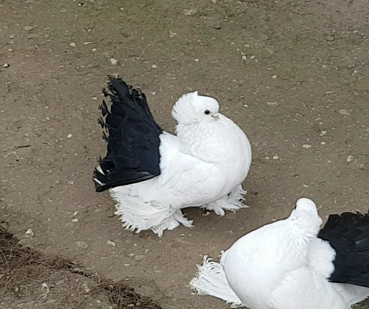 Campion National 2017 - Campion National 2017