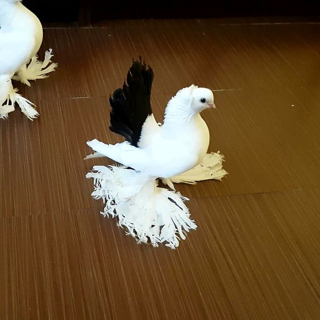  - Omski si Nordcaucazieni 2018