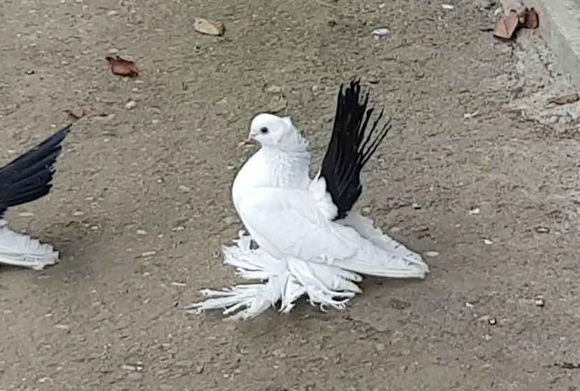  - Omski si Nordcaucazieni 2018