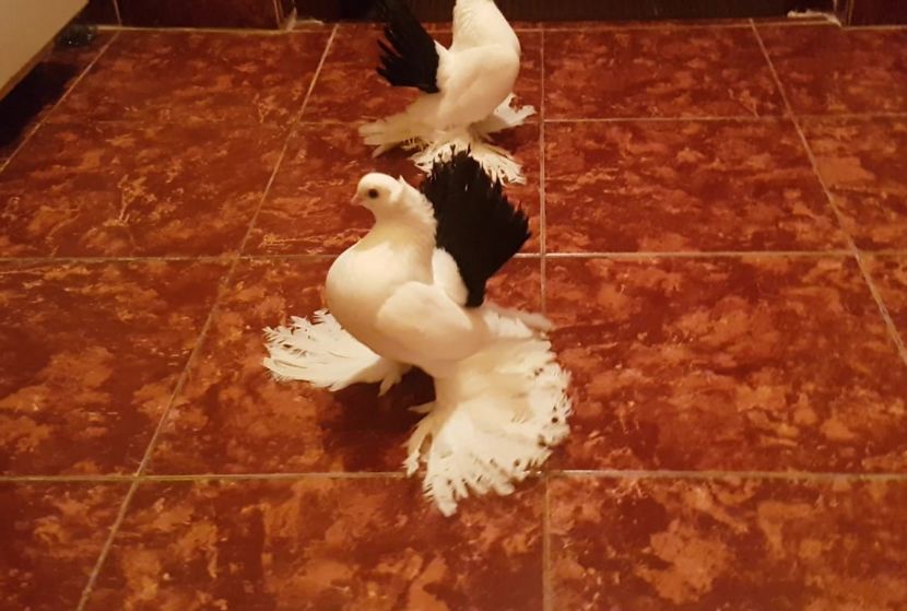  - Omski si Nordcaucazieni 2018