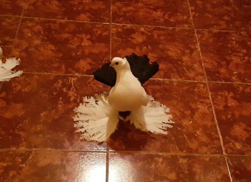  - Omski si Nordcaucazieni 2018