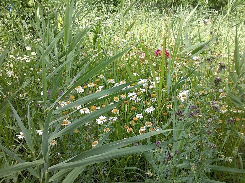 IMG-20180202-WA0000 - Gradina 2017