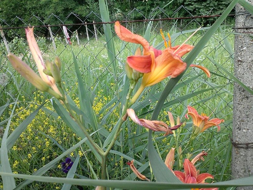 IMG-20180202-WA0014 - Gradina 2017