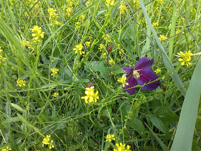 IMG-20180202-WA0016 - Gradina 2017