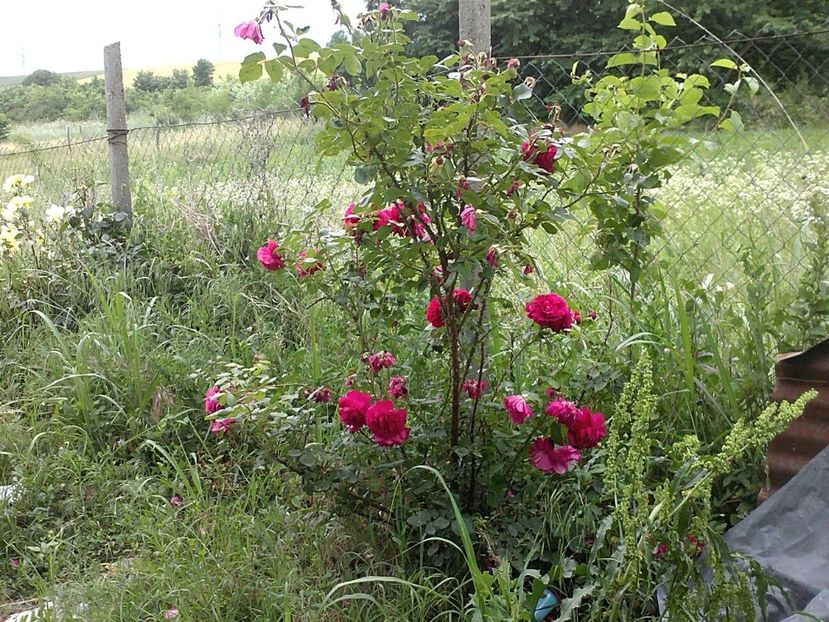 IMG-20180202-WA0031 - Gradina 2017