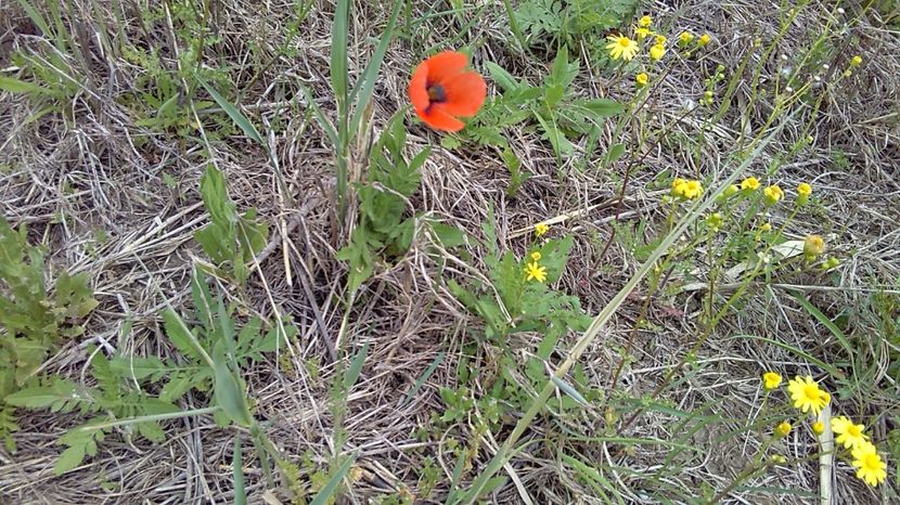 IMG-20180202-WA0034 - Gradina 2017
