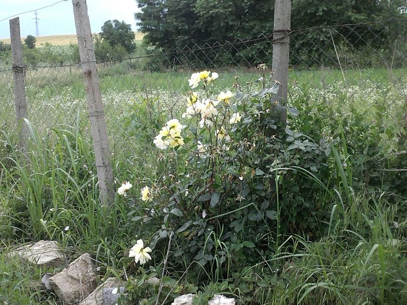 IMG-20180202-WA0039 - Gradina 2017