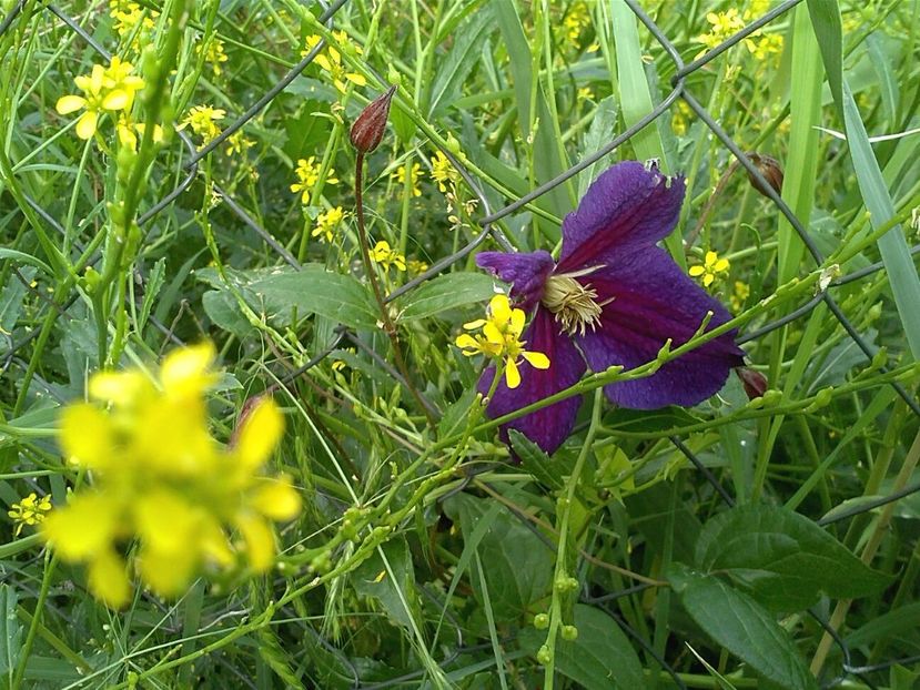 IMG-20180202-WA0011 - Gradina 2017