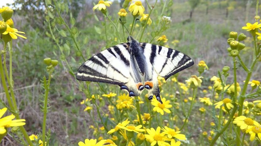 IMG-20180202-WA0037 - Gradina 2017