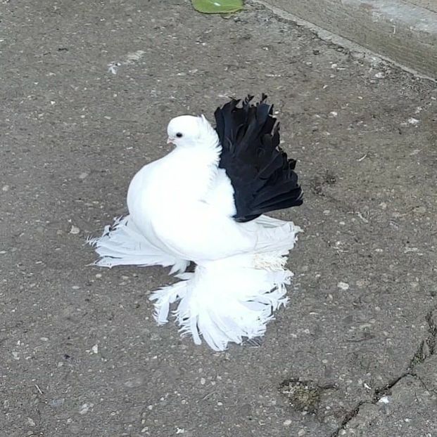 CAMPION APOPEPRAHOVEANA  2018 - Campion Prahova 2018