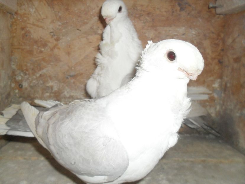  - BLONDINETI SILVERETI SI BLUETI DE VANZARE