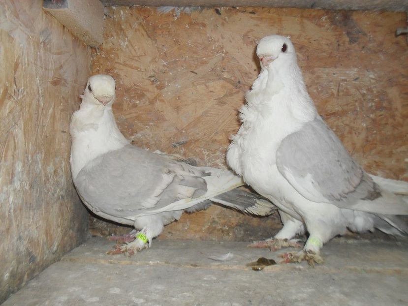  - BLONDINETI SILVERETI SI BLUETI DE VANZARE