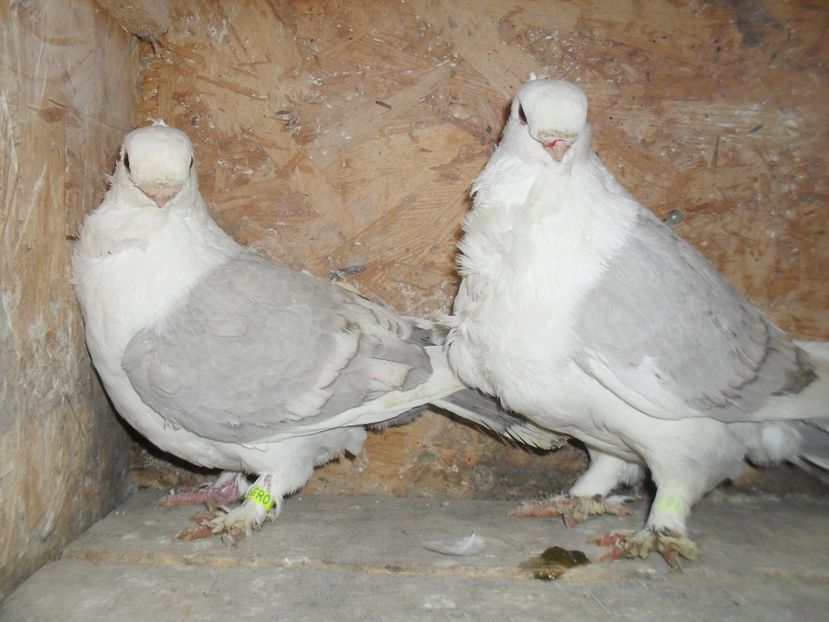  - BLONDINETI SILVERETI SI BLUETI DE VANZARE