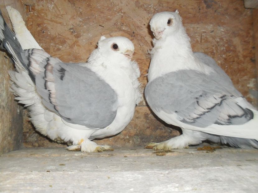  - BLONDINETI SILVERETI SI BLUETI DE VANZARE