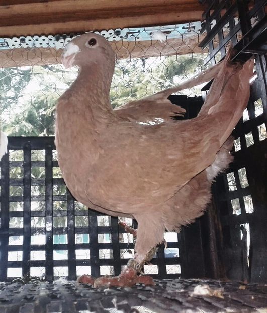 Fem 2014 ro - Femele