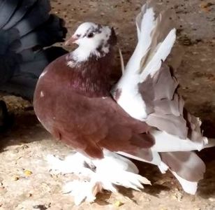  - Voltati indieni matca 2018