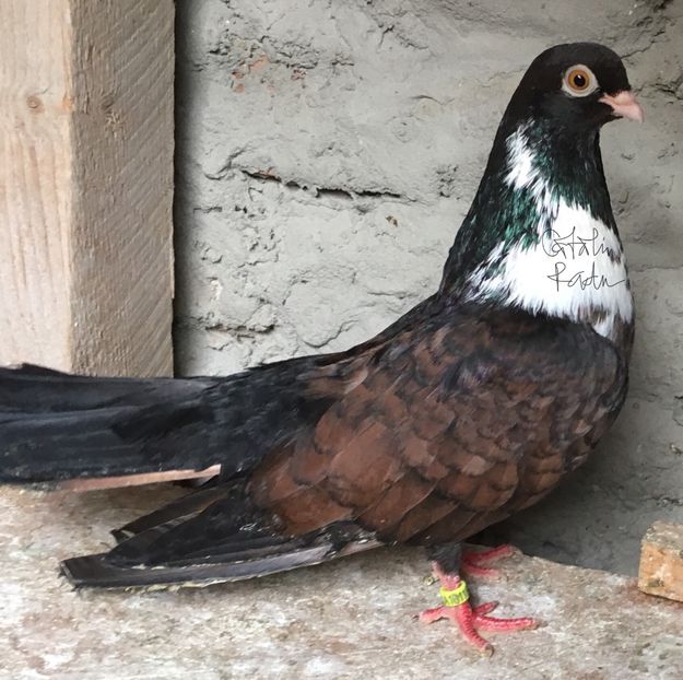 187824BA-3636-4919-BF9B-653643194769 - -Orbeteni Brumarii